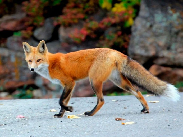 Красная лисица (Red Fox) - AABB