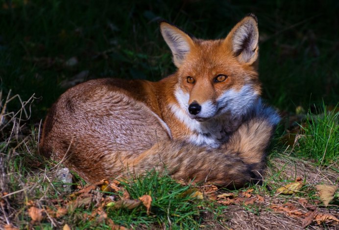 Обыкновенная лисица (Vulpes Vulpes)