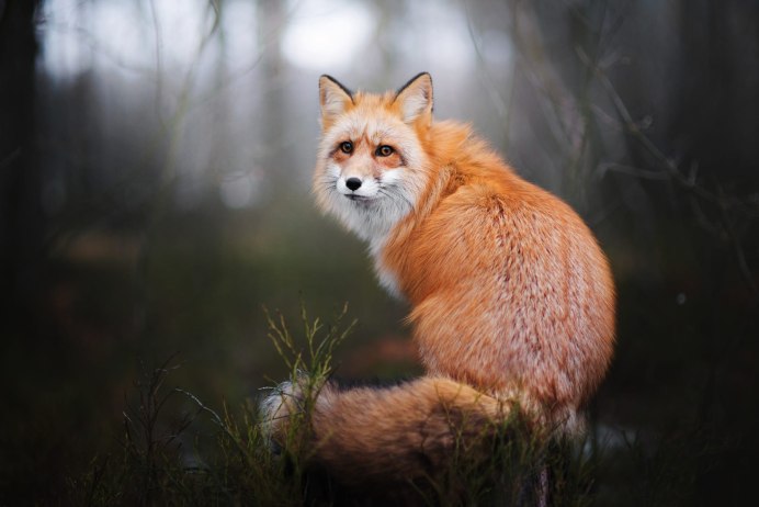 Обыкновенная лисица (Vulpes Vulpes)