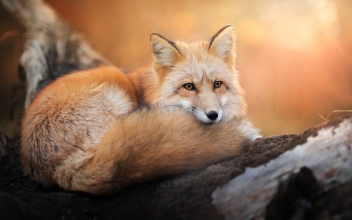 Крестовка / Cross Fox