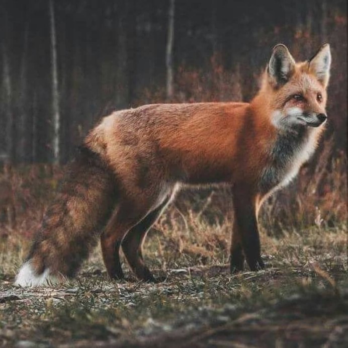 Пятнистая лиса