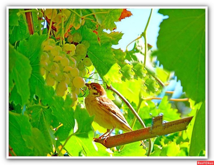 Птицы и виноград