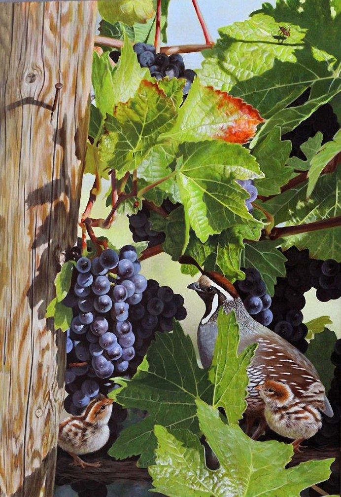 Свиристель клюв