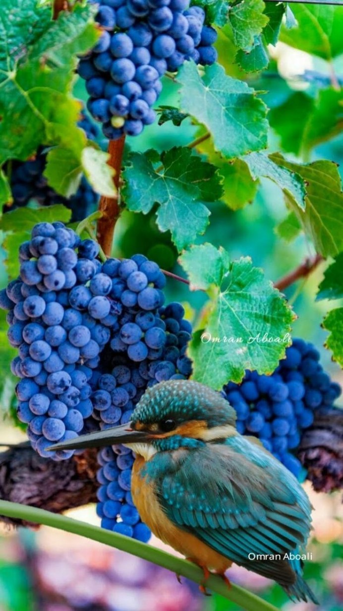 Черника птица