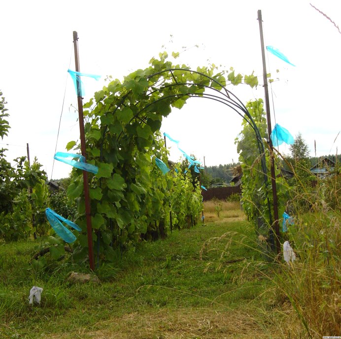 Виноградная лоза Бабило