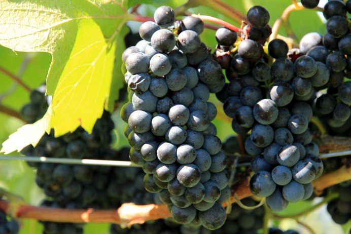 Белая гниль винограда