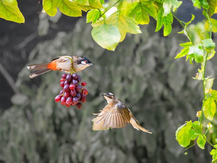 Птицы и виноград