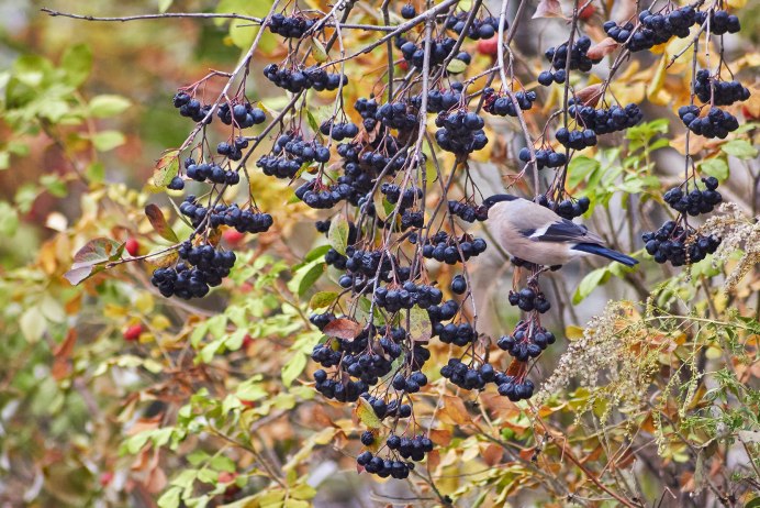 Осы любят виноград