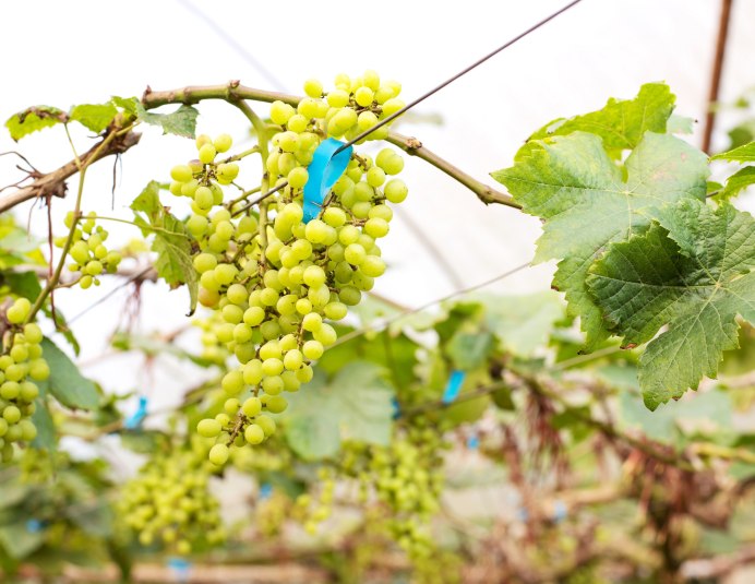 Виноградное дерево