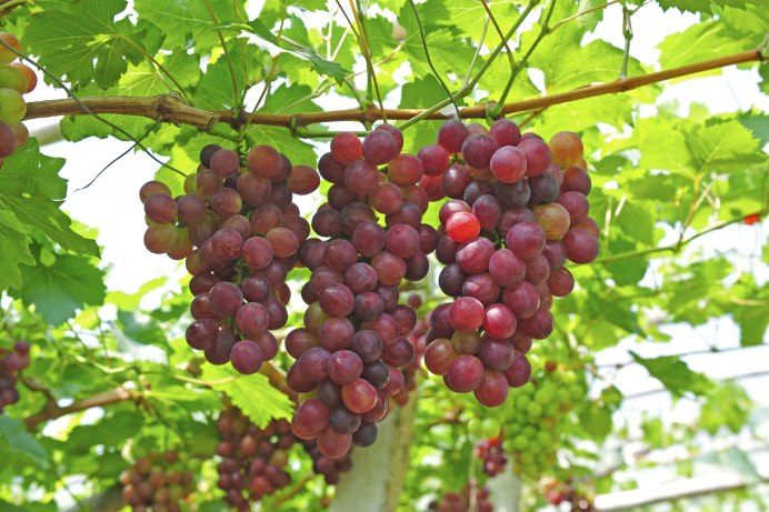 Однолетняя лоза винограда