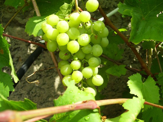 Птичка рябинник Дальневосточный