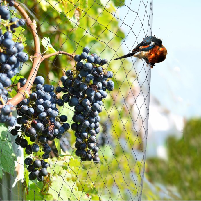 Птичка на винограде