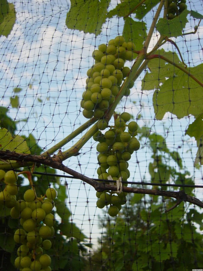 Рикоцетель виноград