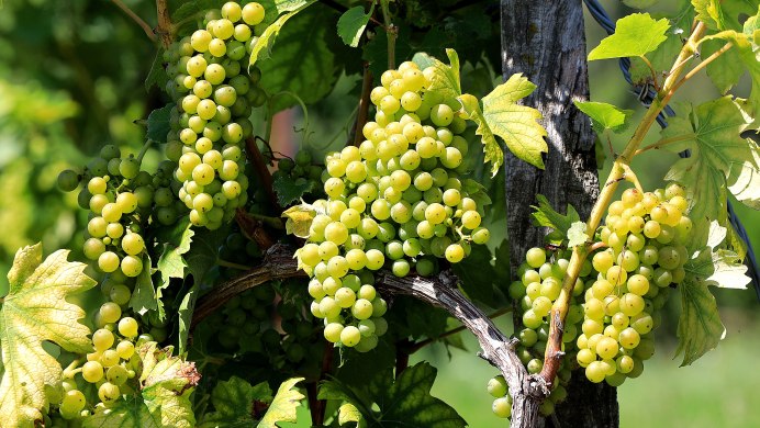 Кот и виноград