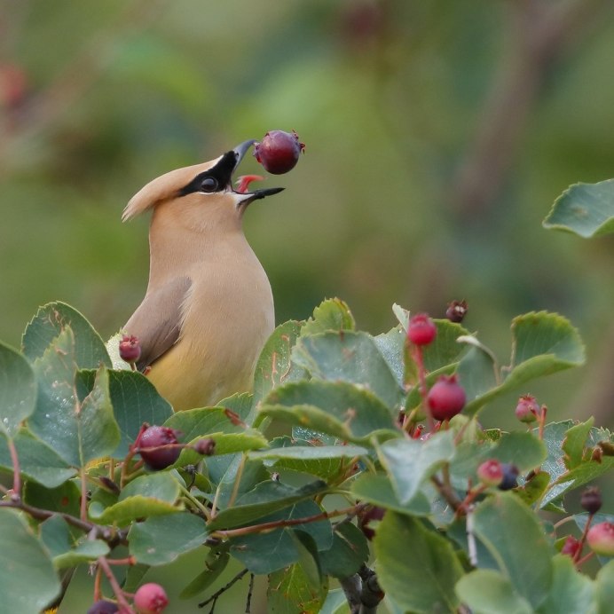 Птицы которые едят клубнику