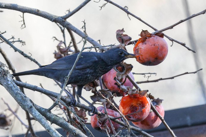 Кыш мышь виноград