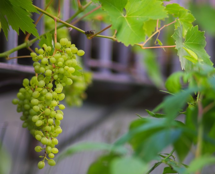 Сорт винограда Бианка