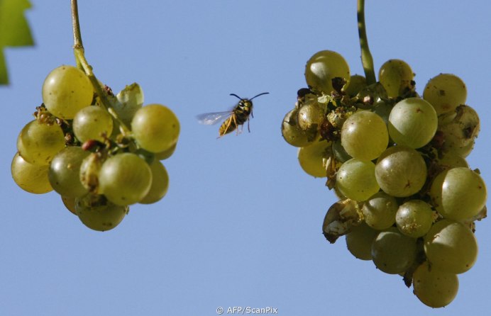 Зинфандель сорт винограда
