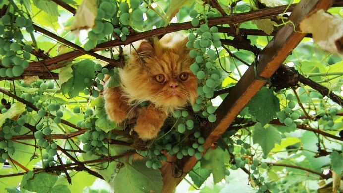 Херес Виноградная лоза