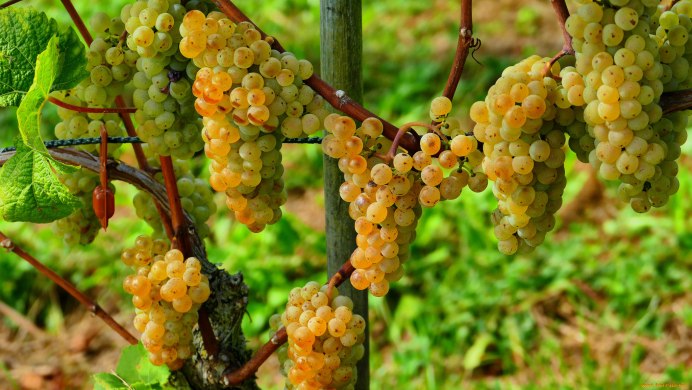 Художница Rosemary Millette