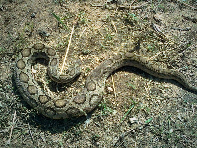 Daboia russelii