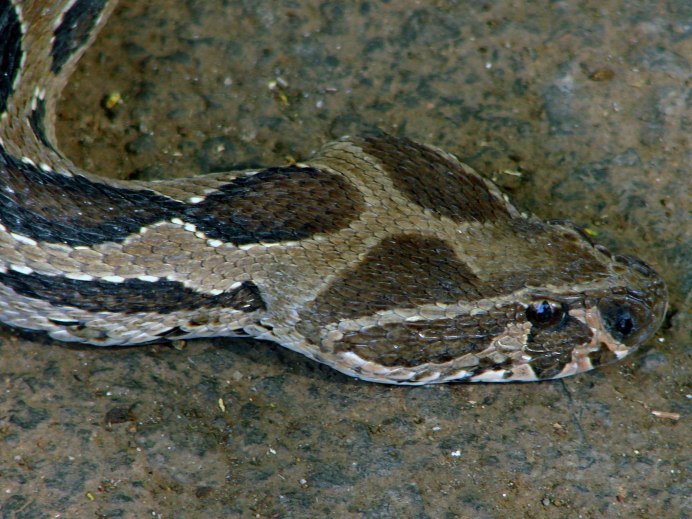 Snakes are Dangerous