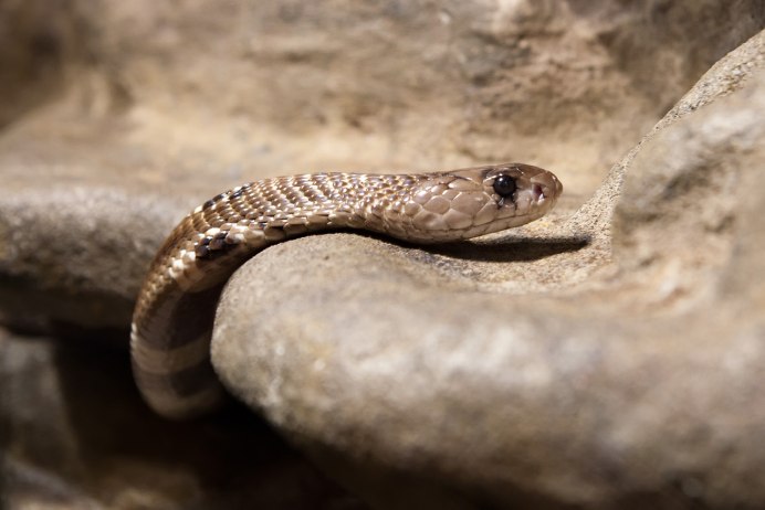 Daboia russelii