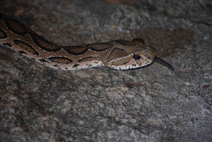 Daboia russelii