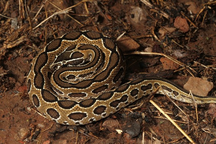 Daboia russelii
