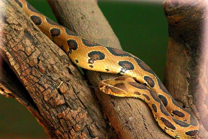Daboia russelii