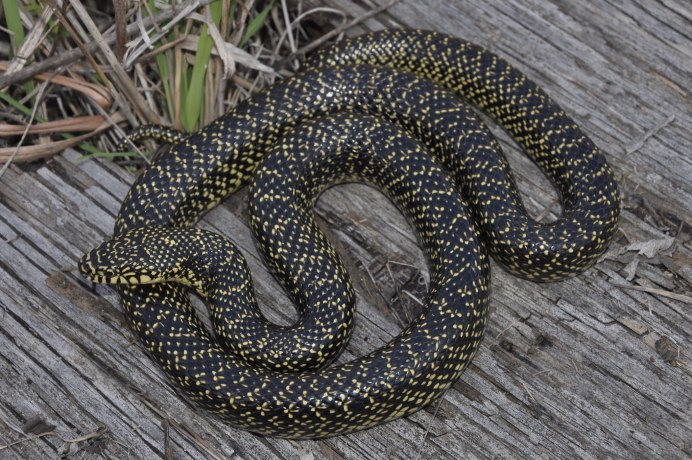 Daboia russelii