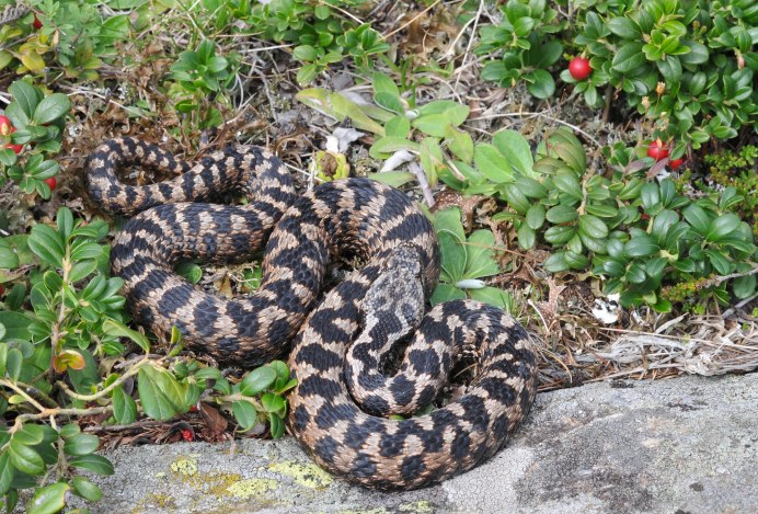 Daboia Siamensis