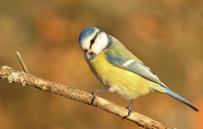 Обыкновенная лазоревка (cyanistes caeruleus)