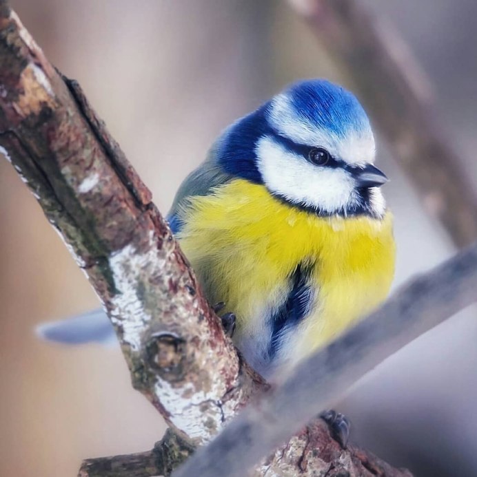 Лазоревка (cyanistes caeruleus)
