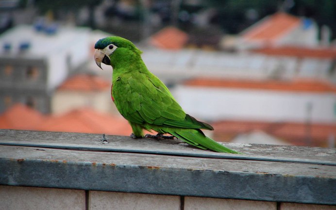 Ара краснобрюхий (Ara manilata)