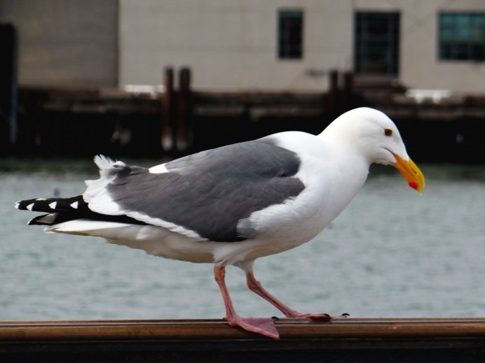 Серая Балтийская Чайка