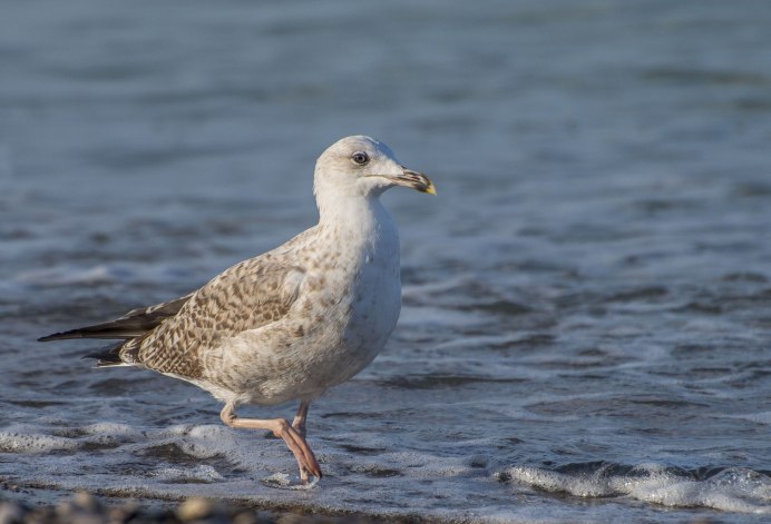 Серебристая Чайка хохотунья