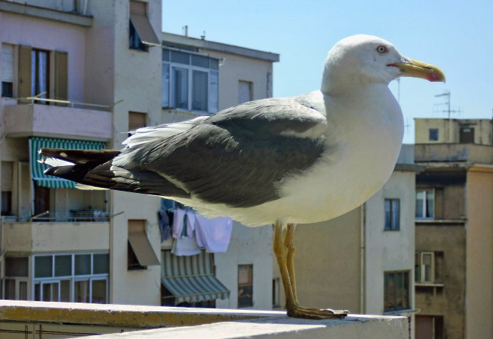 Пестрая Озерная Чайка