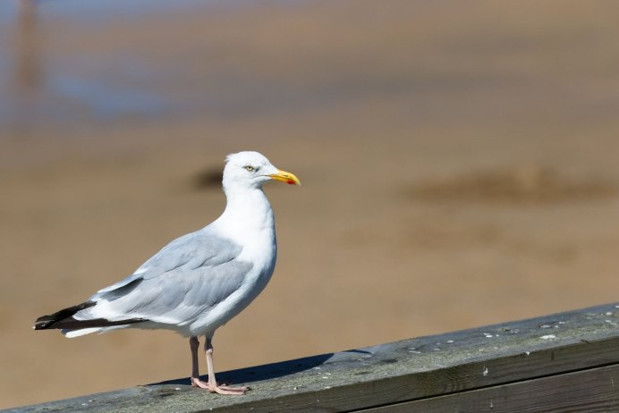Чайка серая Рябая