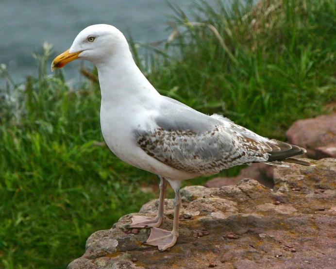 Средиземноморская Чайка пестрая