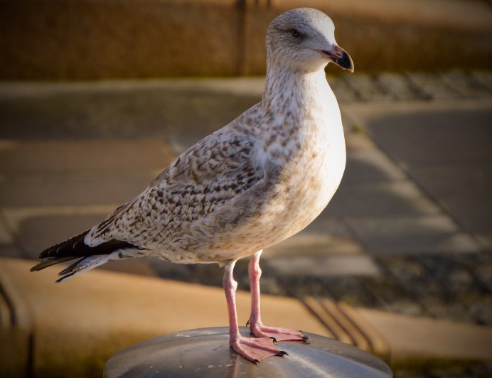 Серая морская Чайка