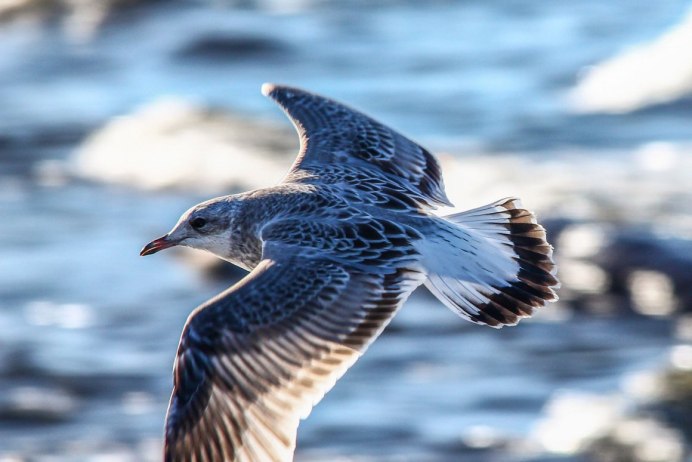 Чайка сизая латынь