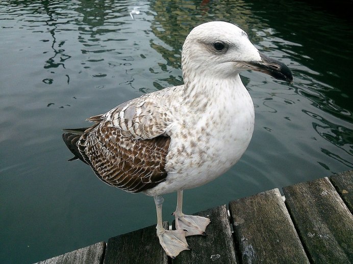 Серебристая Чайка Larus argentatus