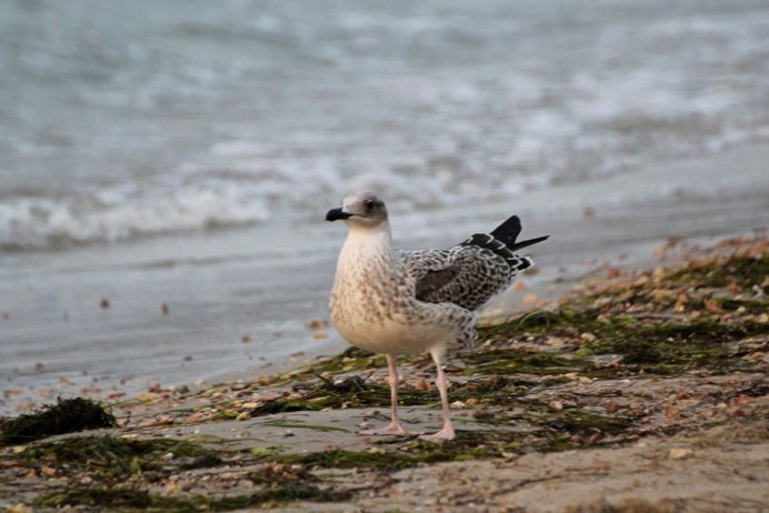 Чайка пятнистая коричневая