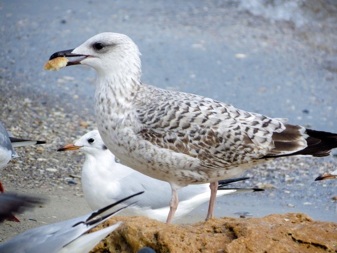 Пятнистая птица похожая на чайку