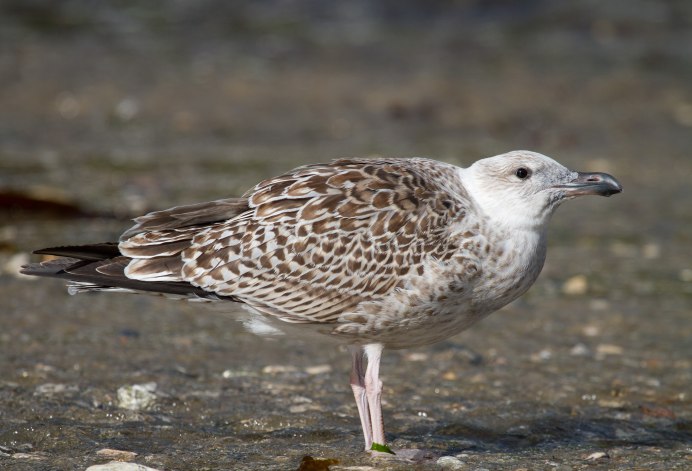 Перепонки у птиц