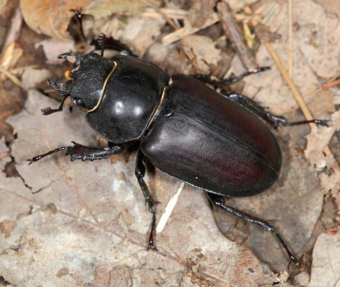 Lucanus elaphus