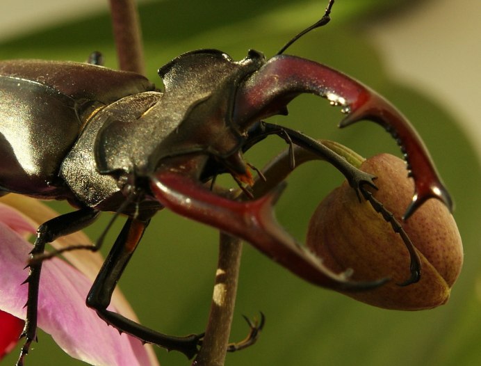 Рогач Дыбовского Lucanus maculifemoratus