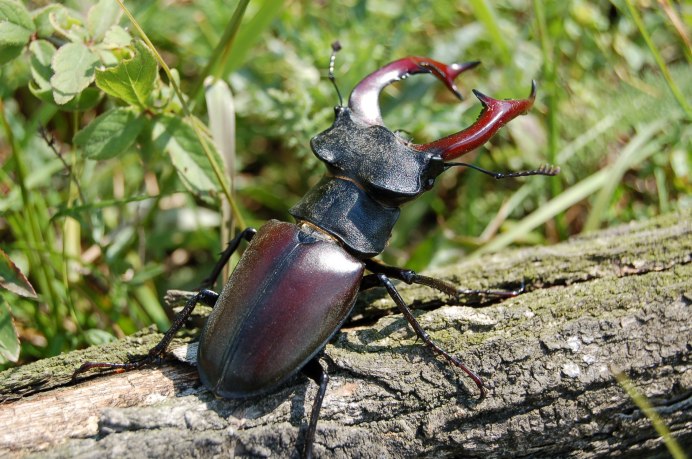 Жук-олень (Lucanus Cervus)
