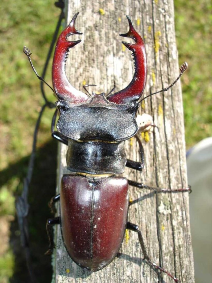 Жук Stag Beetle